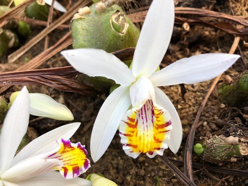 3bulbs orchid cymbidium - 3bulbs,
