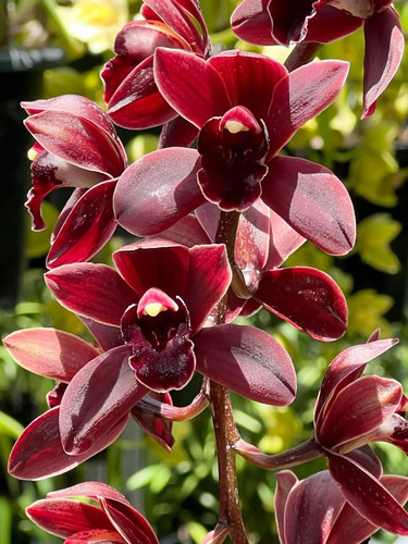 Cymbidium cym cali night - cymbidium,