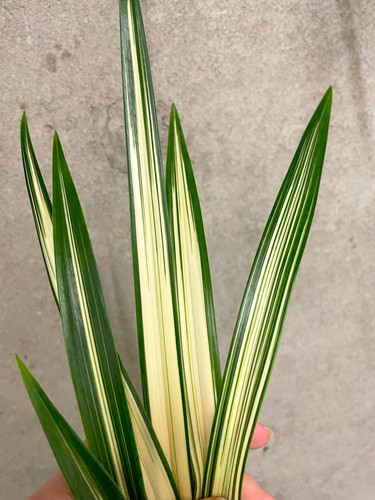 Cymbidium sinense rui huang - rui, |
