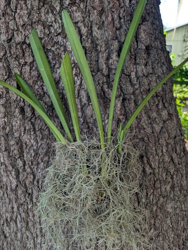 Cymbidium orchid large mounted - cymbidium,