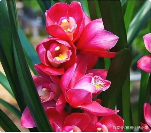 Cymbidium 大花蕙兰 - cymbidium,