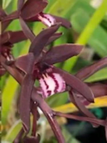 Cymbidium clare natasha cym - clare,
