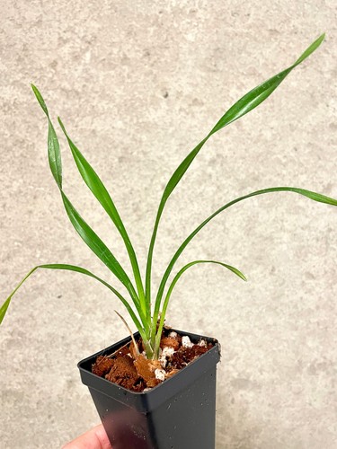 Cymbidium enceladous bright - cymbidium, |